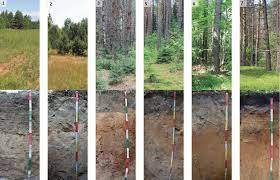 Географы МГУ выделили 7 стадий восстановления хвойных лесов в нацпарке «Смоленское Поозерье»