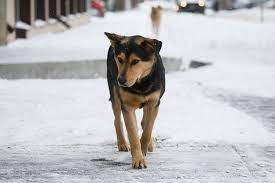 В Казани бродячих собак будет отслеживать информационная система