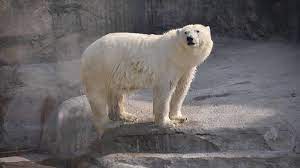 Белая медведица Айка прошла карантин и теперь ее можно увидеть