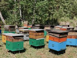 Приглашаем студентов в Школу молодого пчеловода на Алтае