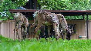 В Московском зоопарке появились северные лесные олени