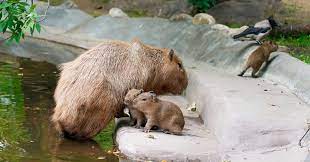 В Московском зоопарке родились три капибары