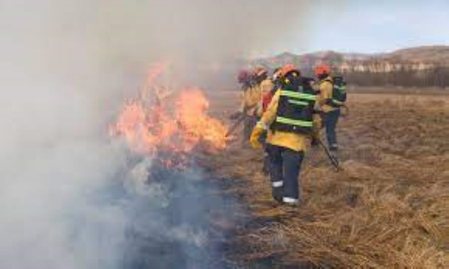 Общественники помогают МЧС бороться с лесными пожарами