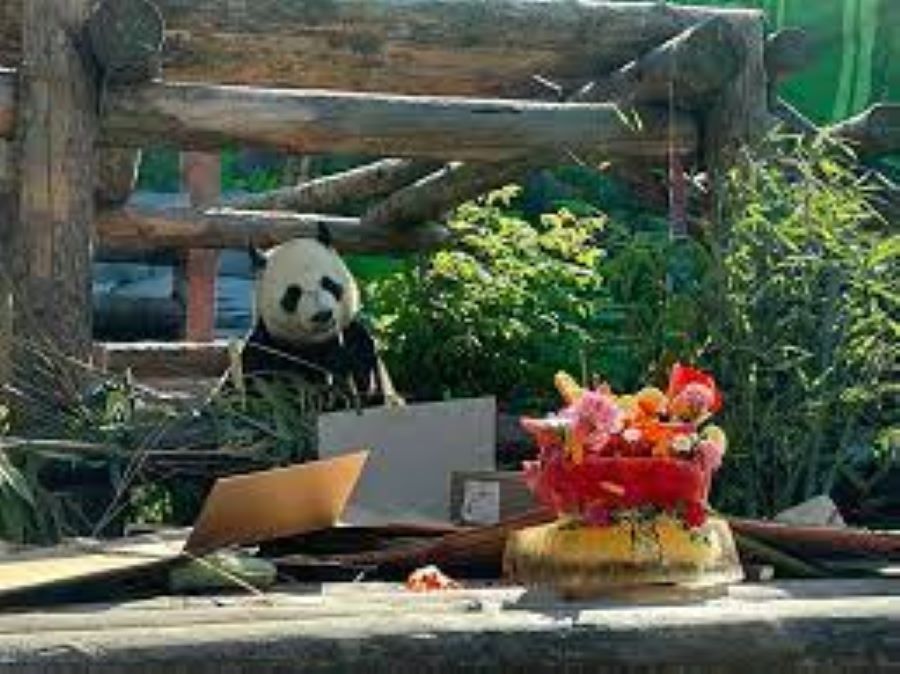 В Московском зоопарке прошел День Рождения больших панд