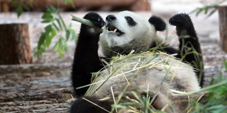 День Рождения больших панд в Московском зоопарке