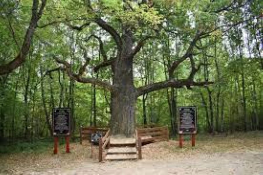 Старейшина чувашских дубов – победитель национального конкурса Российское дерево года – 2023!