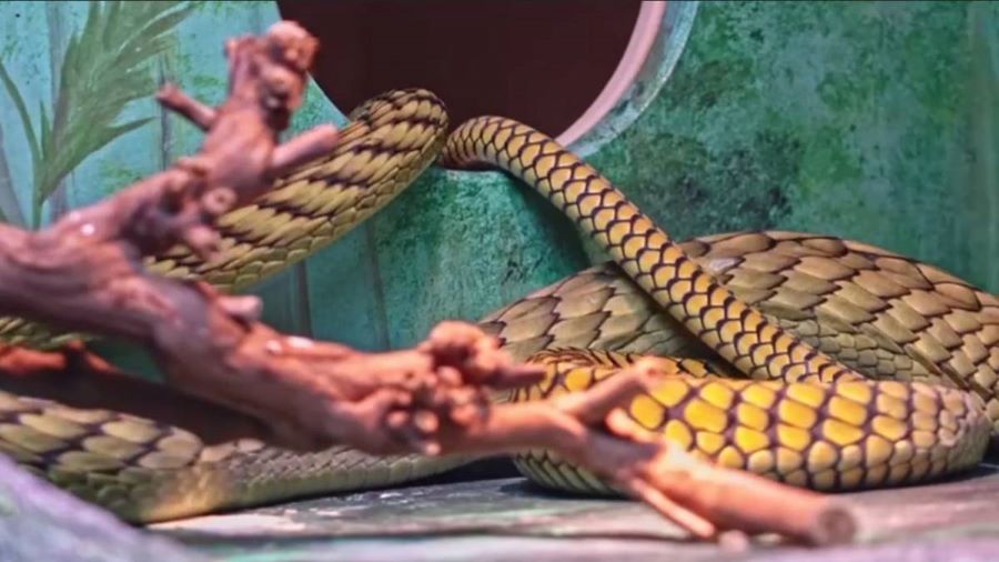 В Московском зоопарке открылась выставка ядовитых змей «Хижина змеелова»