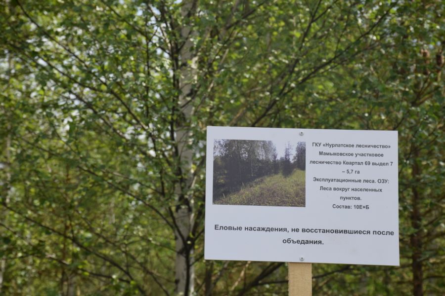 Минлесхоз Татарстана принимает меры по уничтожению очагов непарного шелкопряда
