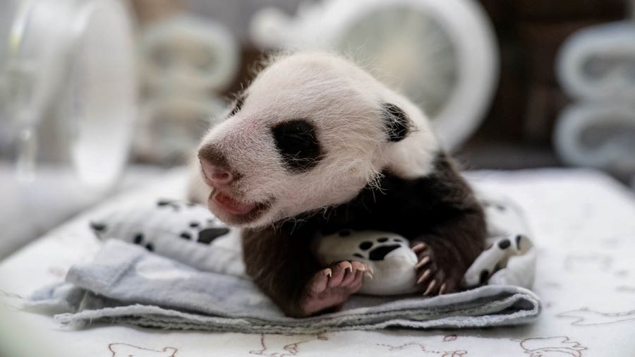 Малышка-панда из Московского зоопарка начала различать предметы