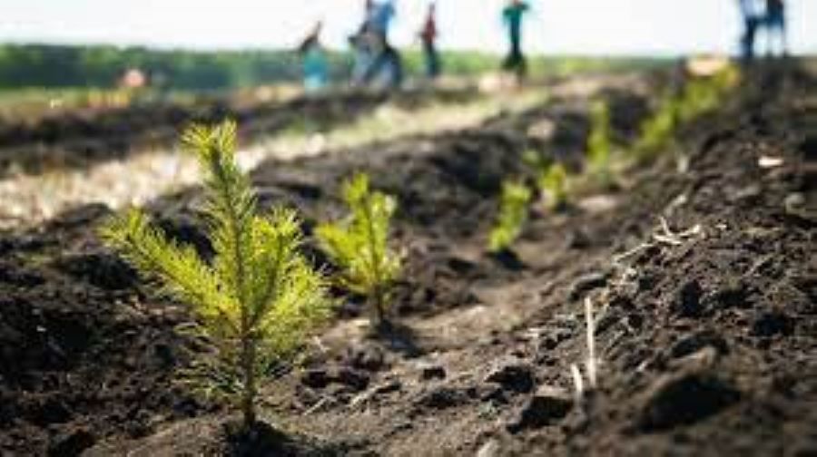 В 2023 году в Татарстане было проведено «компенсационное» лесовосстановление и лесоразведение на площади 171,9 гектара
