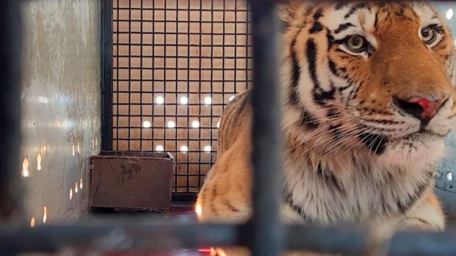 Горожане выбрали имя для амурского тигра из Московского зоопарка