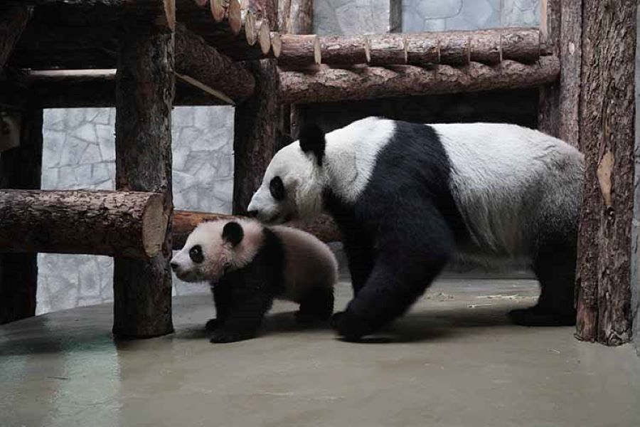 С 8 марта посетители Московского зоопарка смогут увидеть панду Катюшу