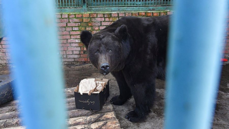 Животные Московского зоопарка выходят из зимней спячки