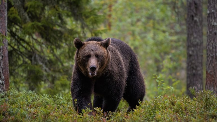 Из Красной книги Татарстана исключен бурый медведь и внесены два новых вида редких растений