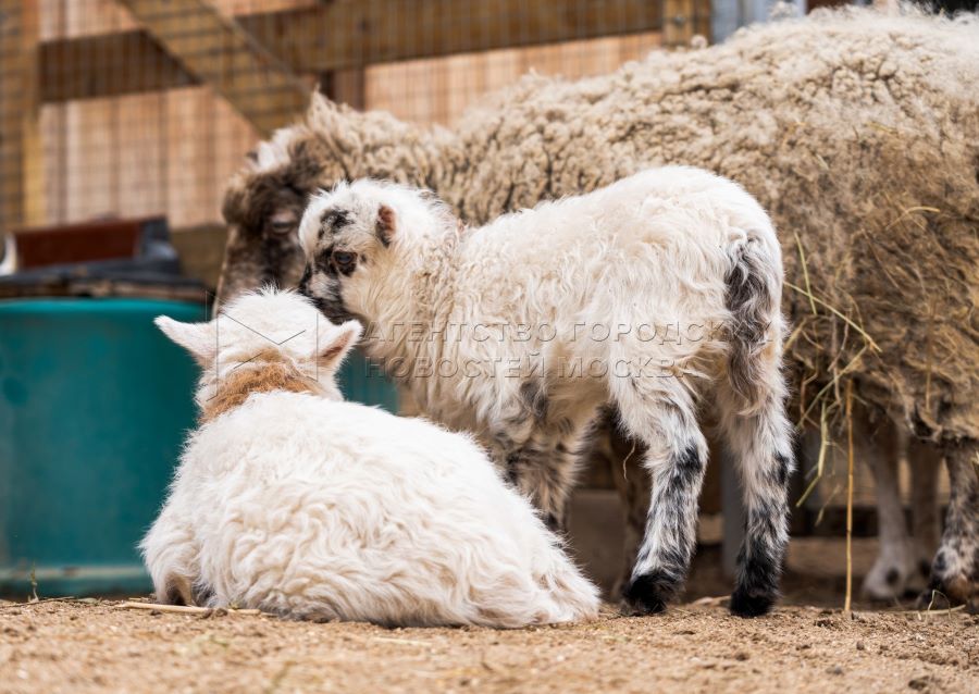 Три овечки породы Уэссан родились в Московском зоопарке