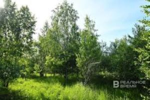 В Татарстане высадят лес по нацпроекту на площади 2,5 тыс. га