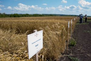 В Татарстане аграрии увеличили объемы отечественных семян